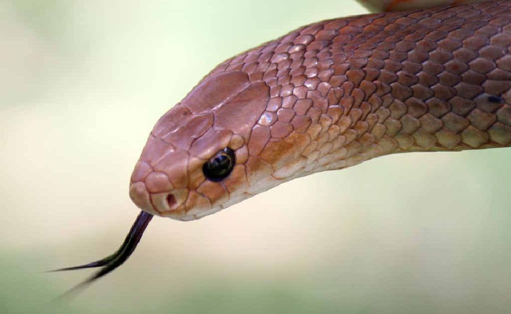 Wet weather has brought out the snakes. Wet weather has brought out the snakes.
